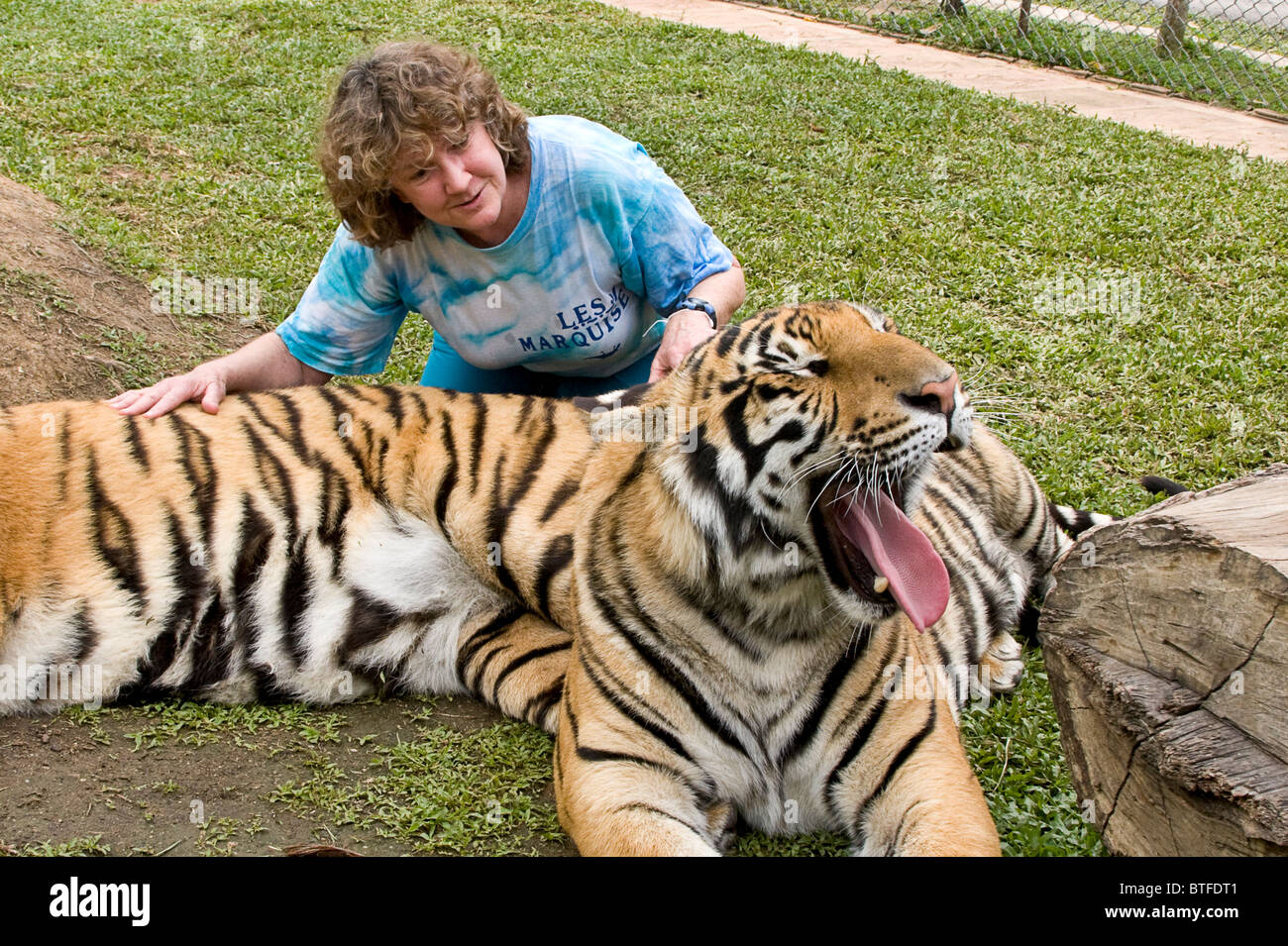 Touristes en visite hug, pet et tigres à gratter sous l'étroite supervision de formateurs au Tiger Kingdom dans Chiang Mai, Thaïlande. Banque D'Images