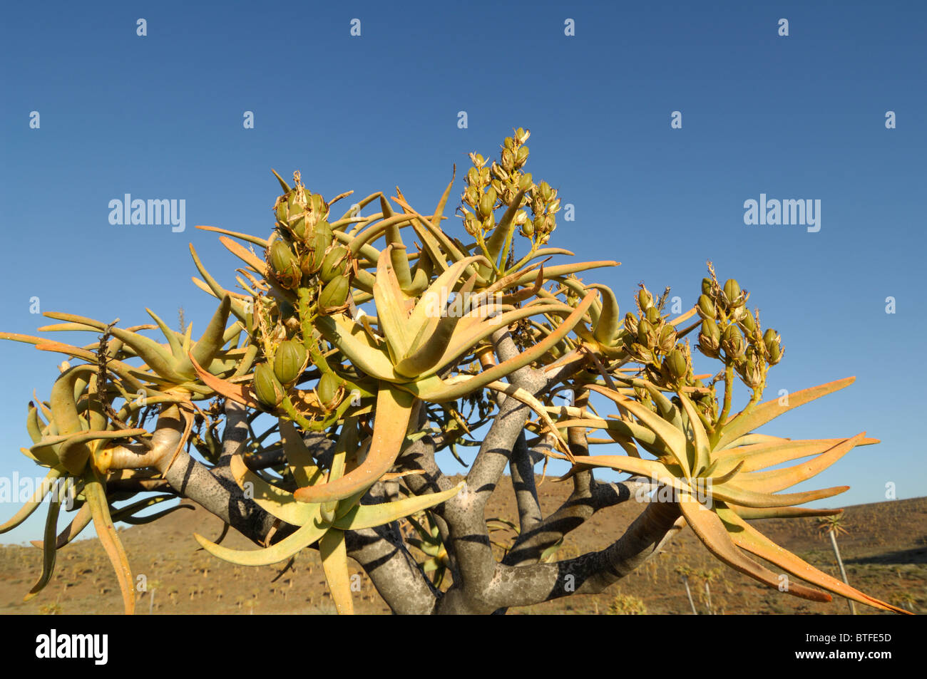 Le Namaqualand Quiver Tree Northern Cape Afrique du Sud Banque D'Images