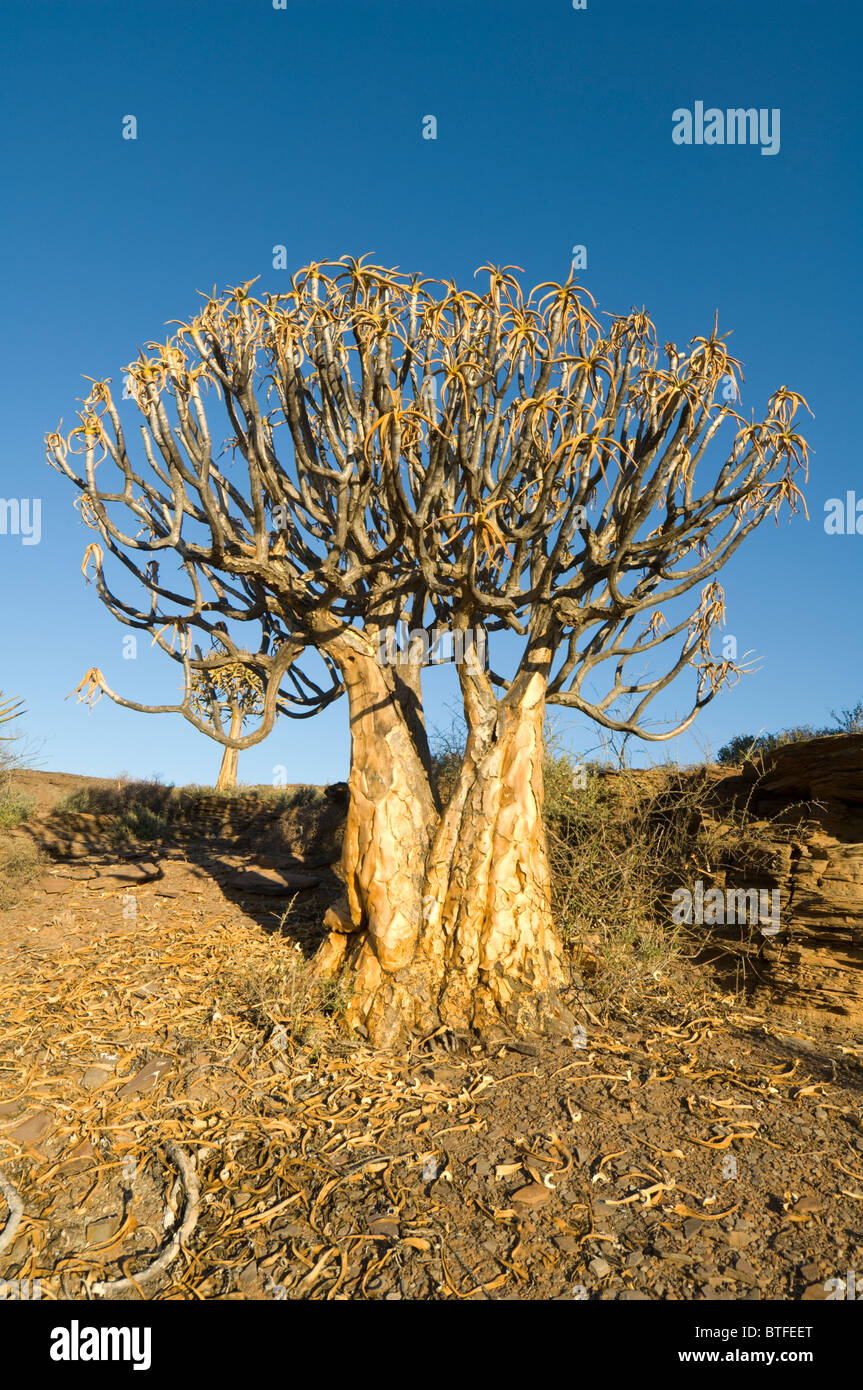 Quiver Tree Forest, le Namaqualand, Northern Cape, Afrique du Sud Banque D'Images