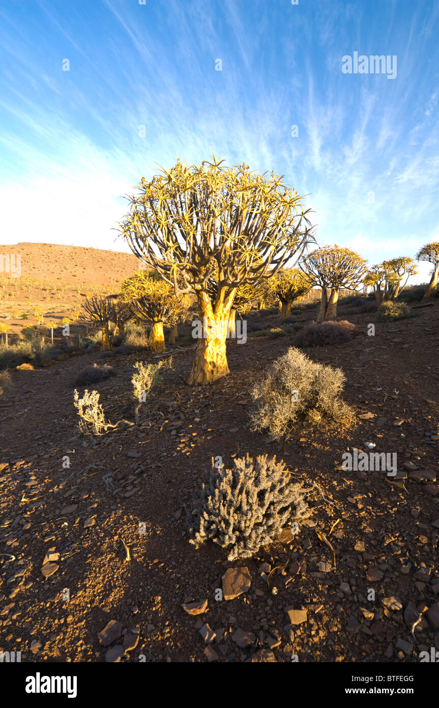 Quiver Tree Forest, le Namaqualand, Northern Cape, Afrique du Sud Banque D'Images