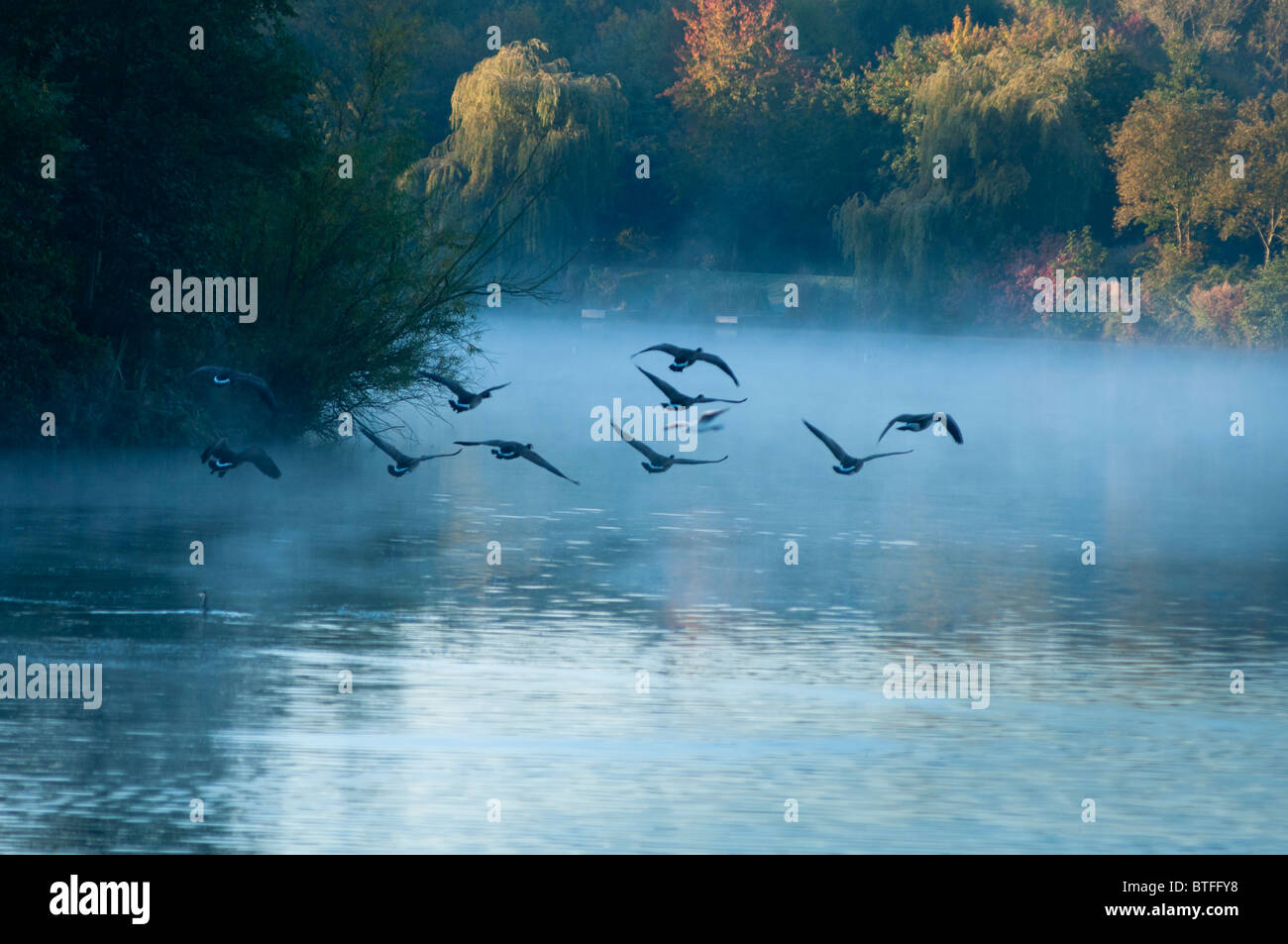 Les bernaches du Canada survolent un pittoresque lac brumeux. Worcestershire, Royaume-Uni Banque D'Images