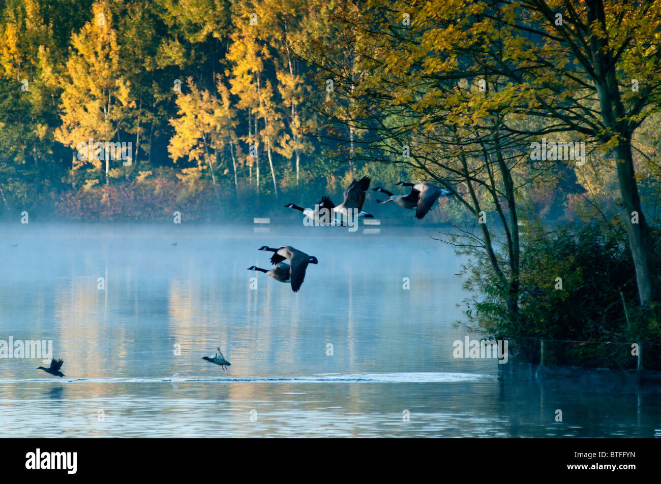 Les bernaches du Canada survolent un pittoresque lac brumeux. UK Banque D'Images