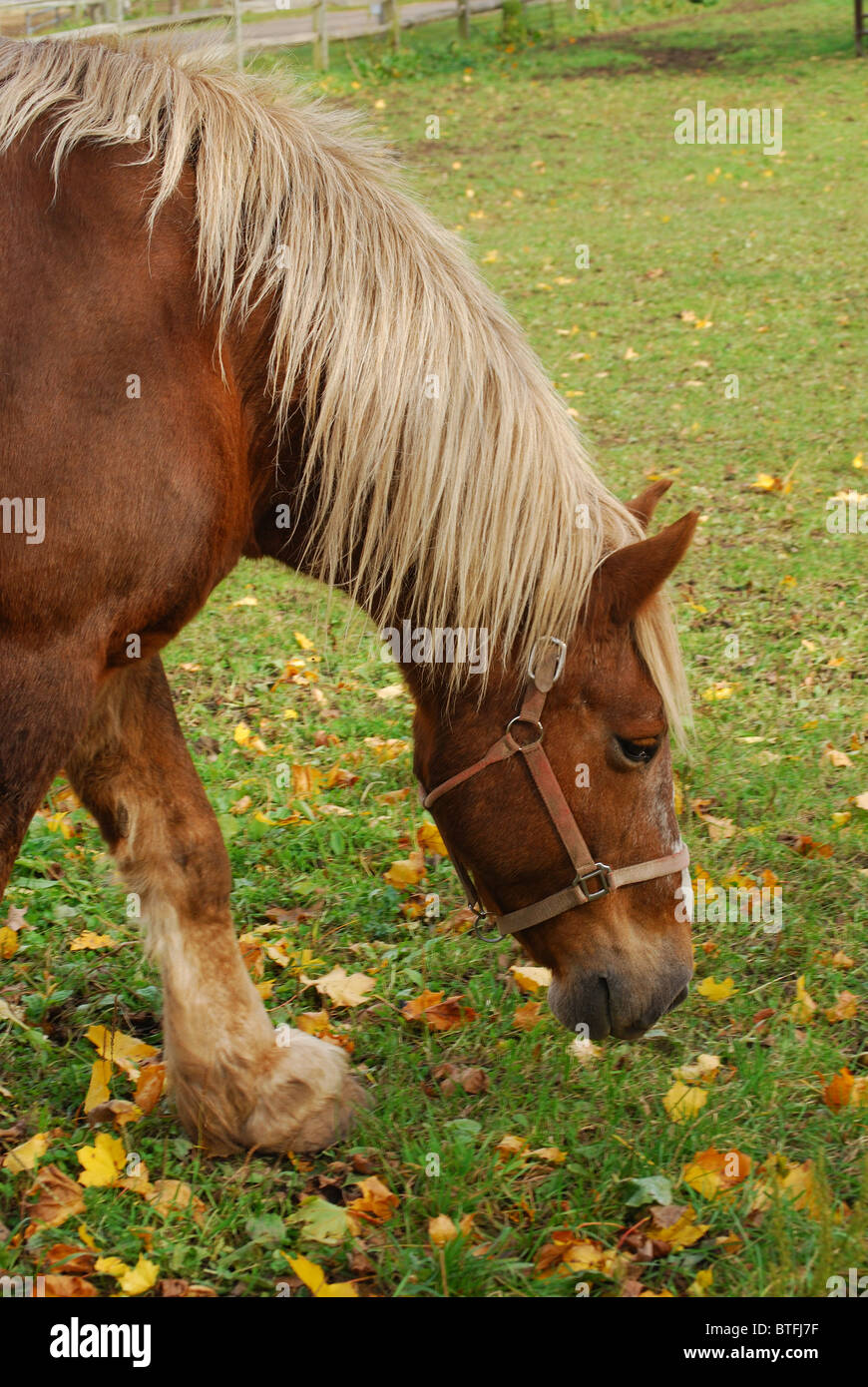 Projet de cheval Cheval élevé par Humane Society. Banque D'Images
