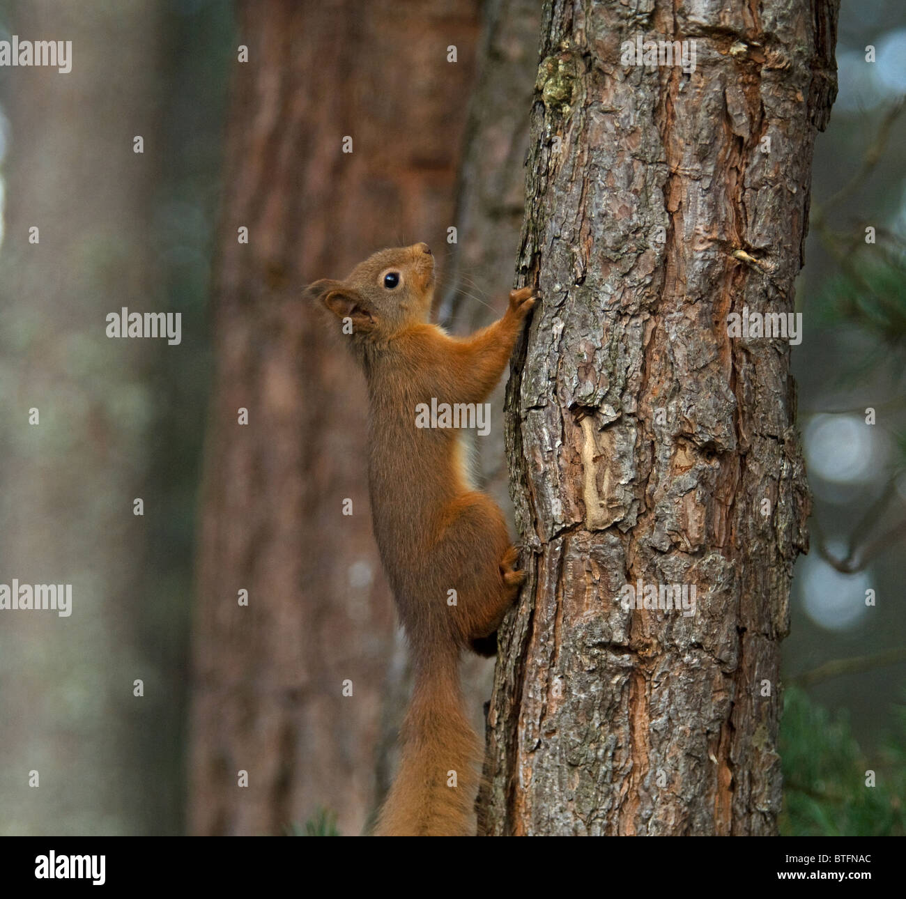 Un écureuil rouge indigène dans la forêt de pins calédoniens Strathspey écossais. 6935 SCO Banque D'Images