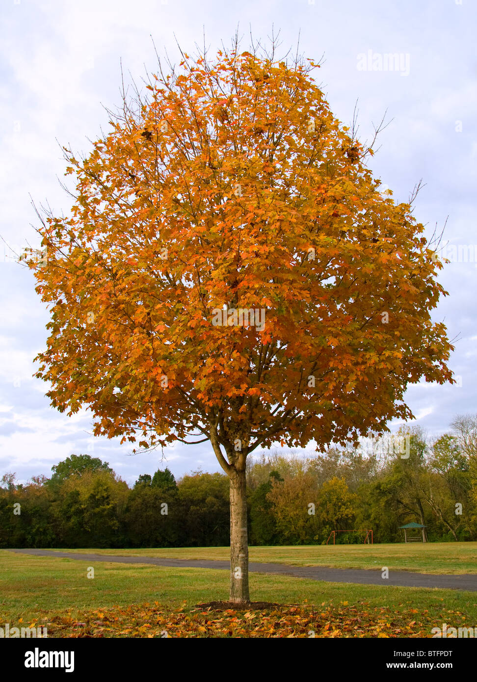 Érable à sucre (Acer saccharum) avec feuillage automne Banque D'Images