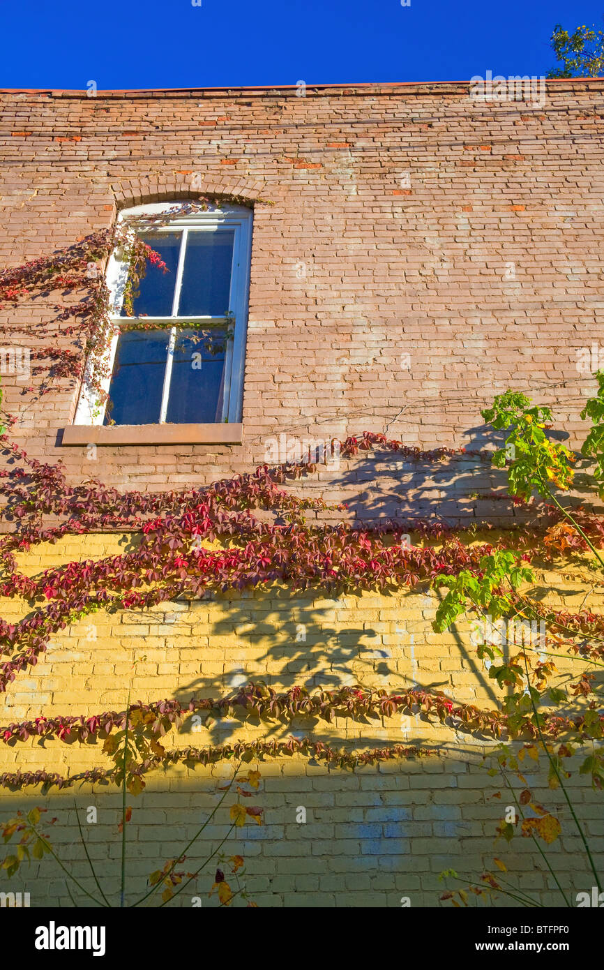 La façade de l'immeuble avec des briques peintes et vignes, Oliver Springs, Colorado Banque D'Images