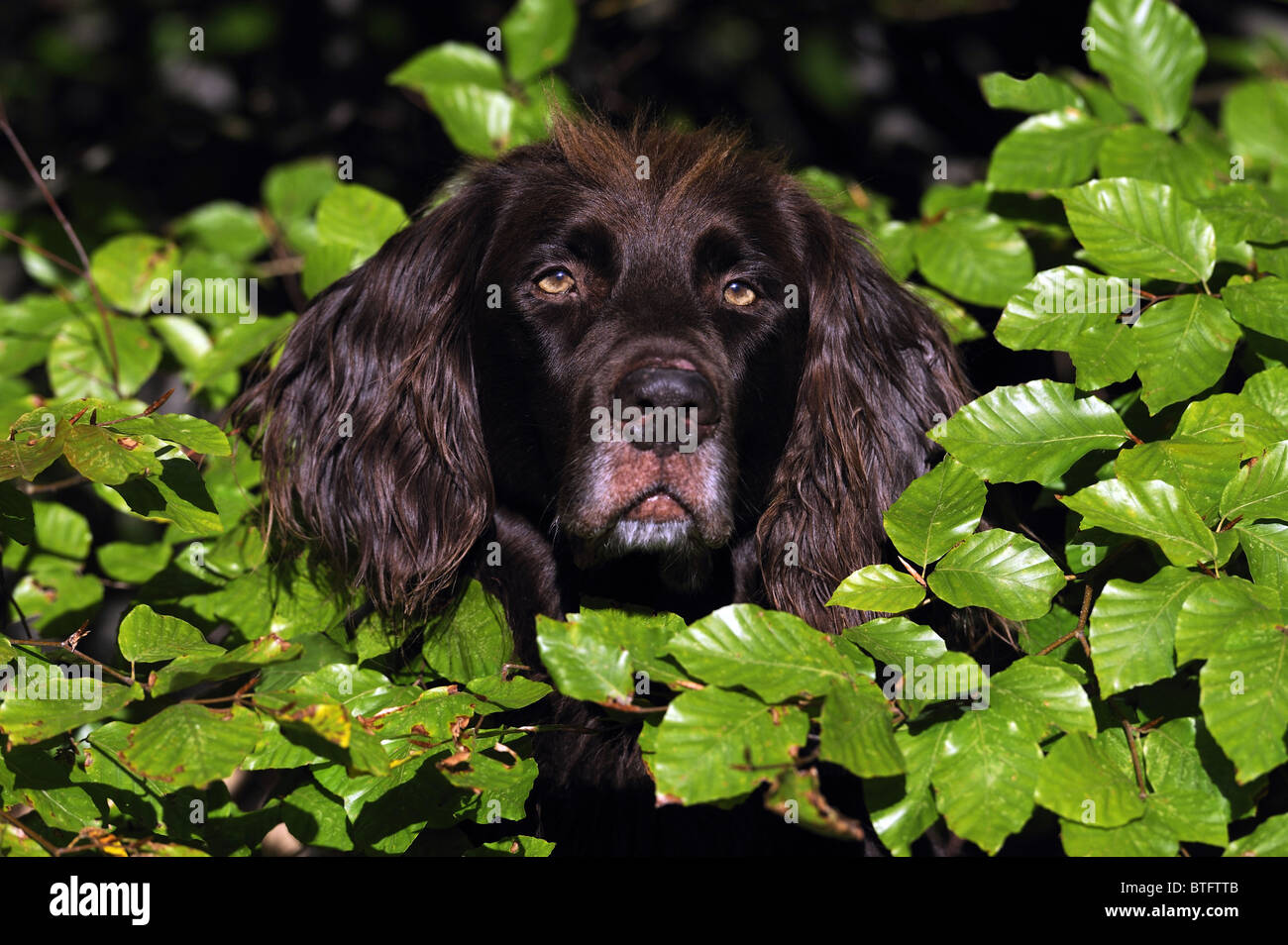 L'allemand poil long Pointeur (Canis lupus familiaris),. Portrait de l'homme brun à la recherche par le biais de feuilles de hêtre. Banque D'Images