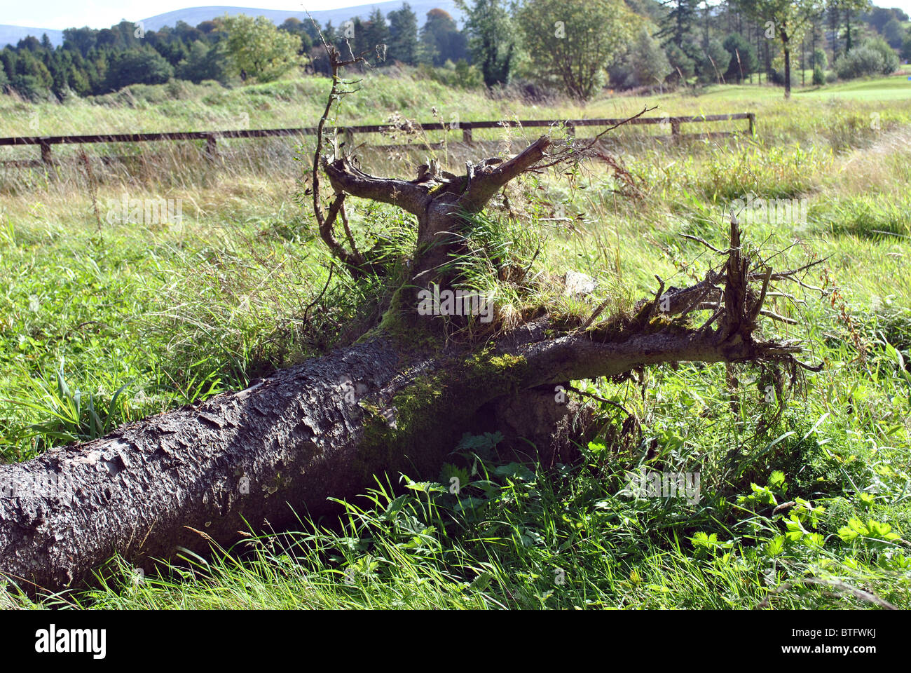 Arbre tombé après une tempête automne Banque D'Images