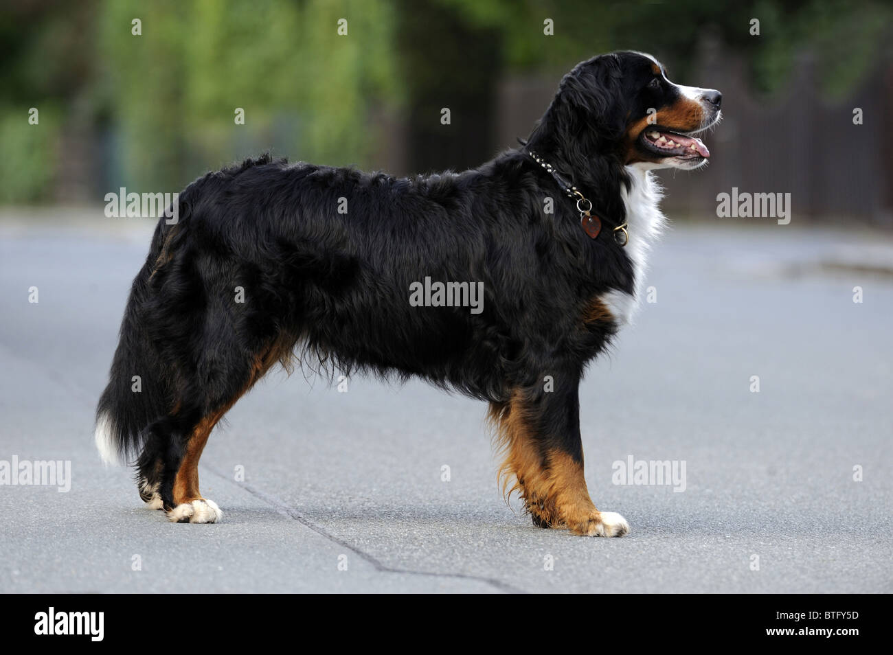 Bernois (Canis lupus familiaris). Des profils debout sur un trottoir, vu de côté. Banque D'Images