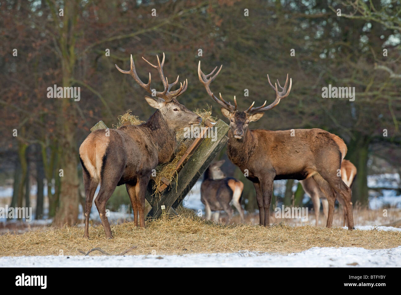 Red Deer (Cervus elaphus). Cerfs lors d'une station d'alimentation d'hiver, Danmark. Banque D'Images