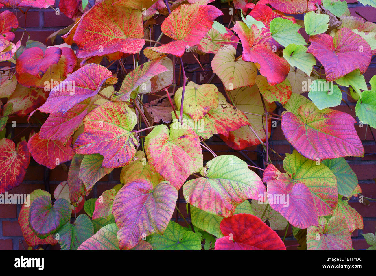 Crimson Glory Vine Gloryvine feuilles multicolores en automne Vitis Coignetiae Banque D'Images