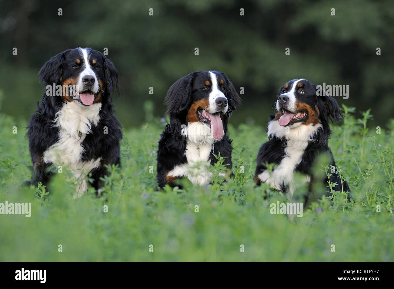 Bernois (Canis lupus familiaris). Trois adultes assis dans un champ. Banque D'Images