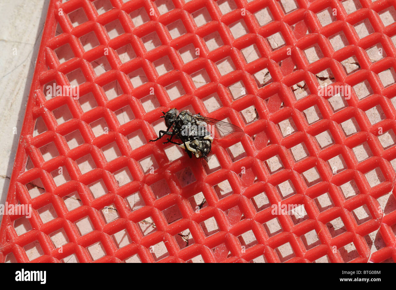 Une mouche morte tué par une tapette rouge. Banque D'Images