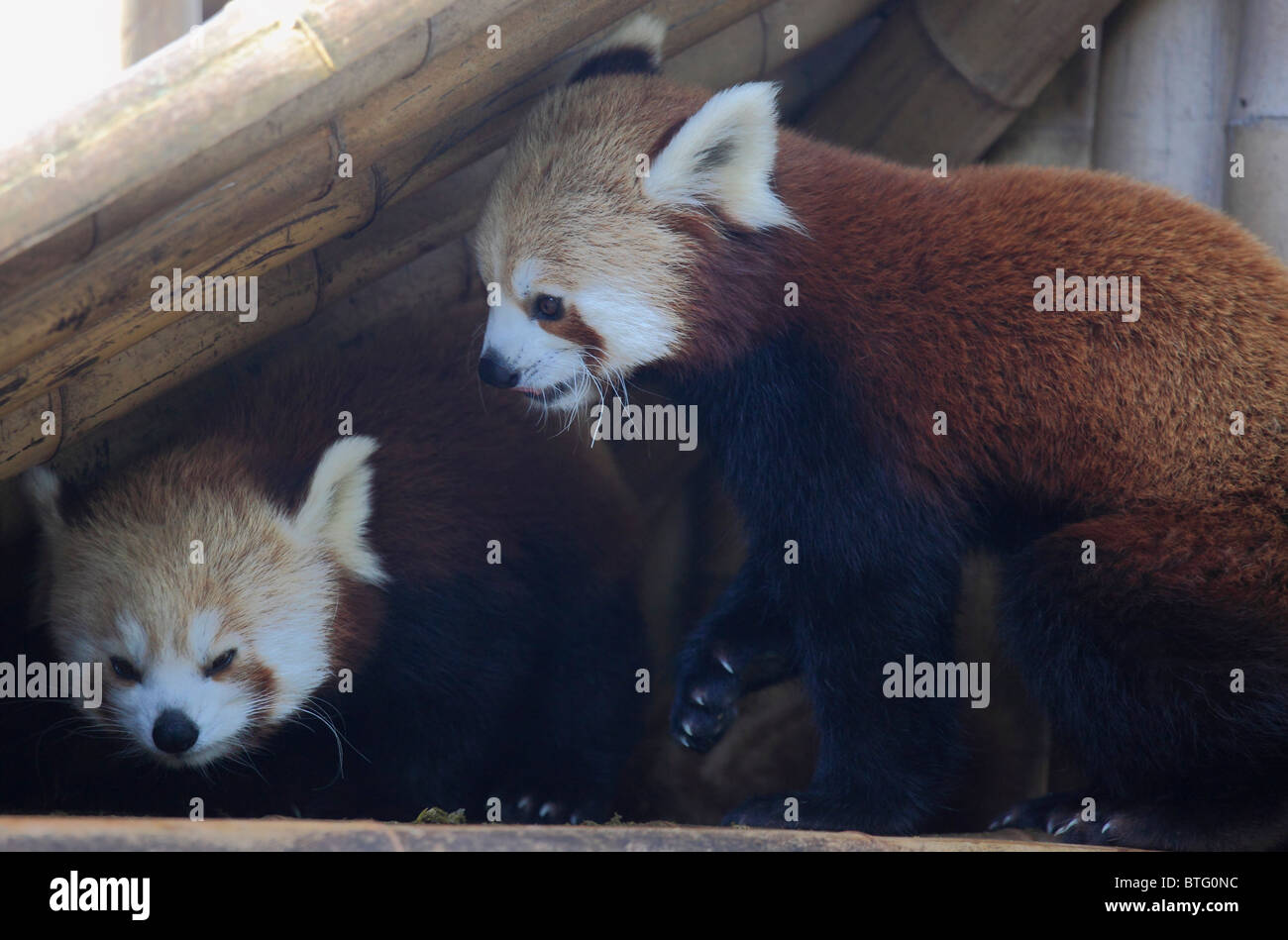 Le panda rouge, Ailurus fulgens, Banque D'Images