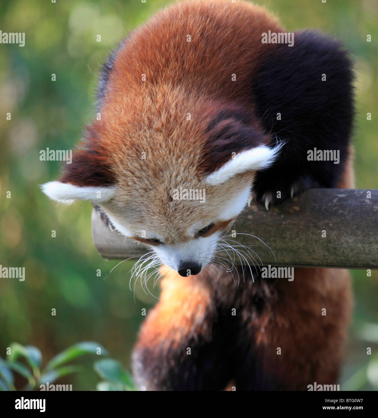 Le panda rouge, Ailurus fulgens, Banque D'Images