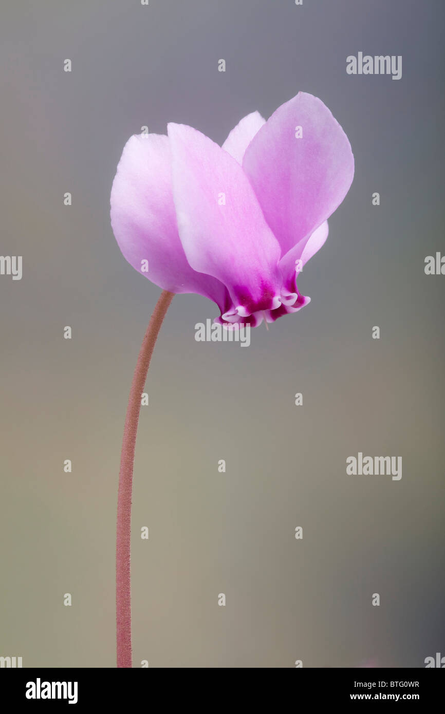 Cyclamen hederifolium cyclamen à feuilles de lierre (fleur). Banque D'Images