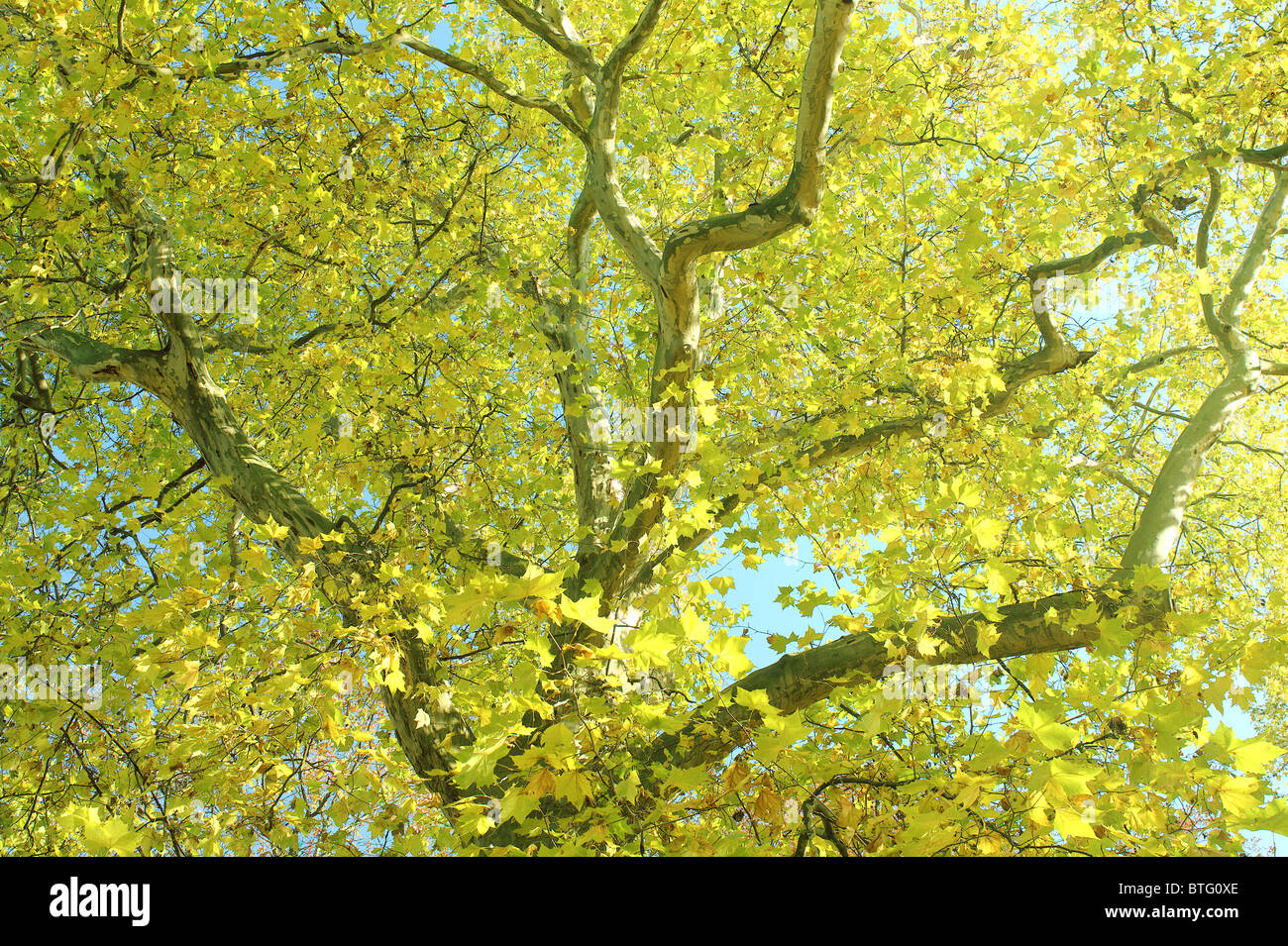 Vieux Platane à feuilles jaunes en automne à l'automne Platanus acerifolia Banque D'Images