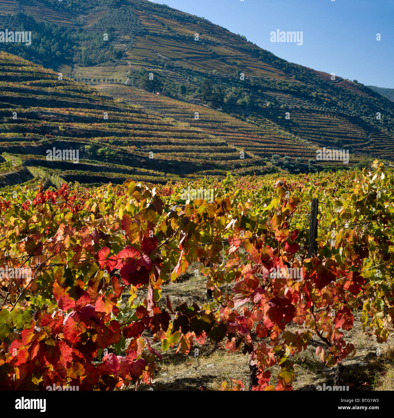 Le Portugal, l'Alto Douro, vignoble dans la vallée de Douro, près de Regua. Le district de Vin de Porto. Banque D'Images