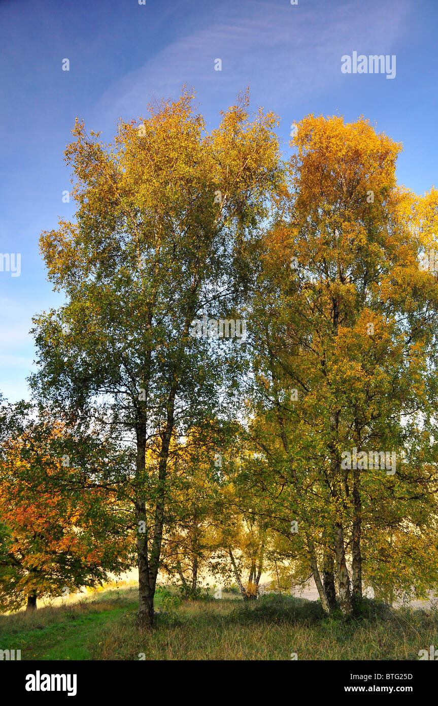 Paysage d'automne britannique dans Sundon Country Park près de Luton, Bedfordshire Banque D'Images