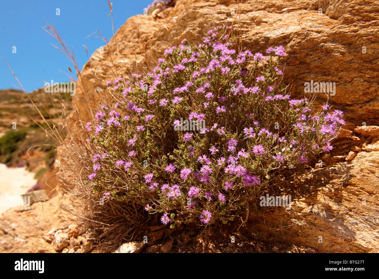 Serpolet floraison dans le rochers de grès de l'Ios, Cyclades Grèce Banque D'Images