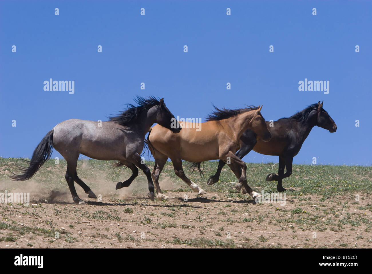 Les chevaux sauvages dans les Montagnes Rocheuses (de vrais sauvages- non-captif) Banque D'Images