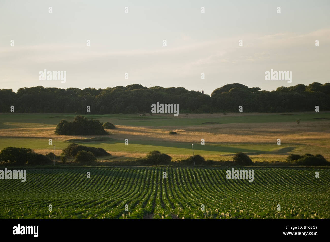 Un paysage Kent montrant un champ de choux donnant sur un terrain de Golf Banque D'Images