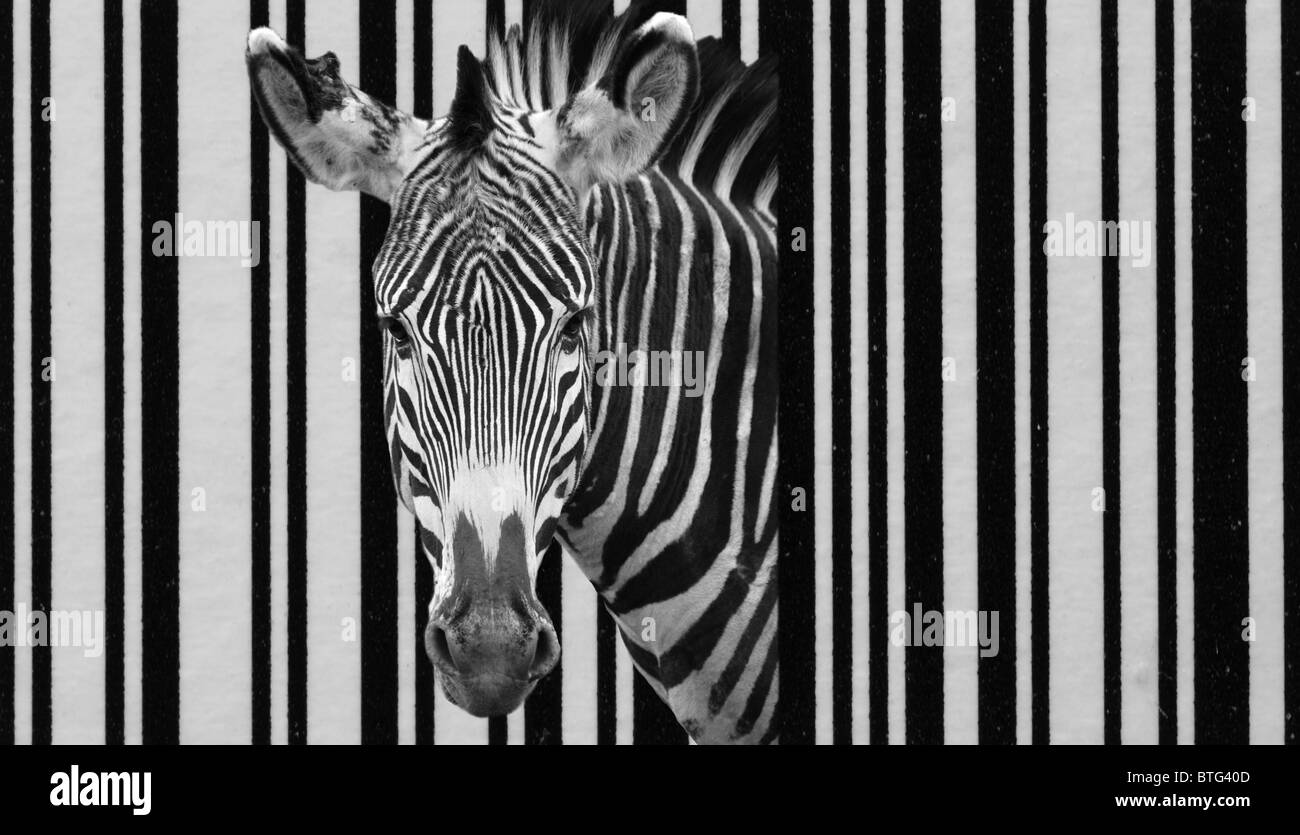 Zebra qui sortent d'un bar-code Banque D'Images