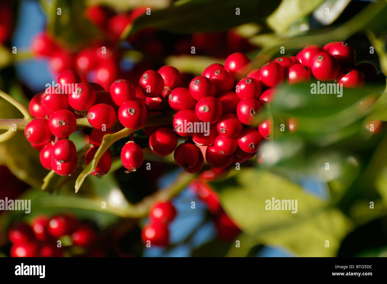 Un gros bouquet d'un rouge vif des baies de houx Banque D'Images