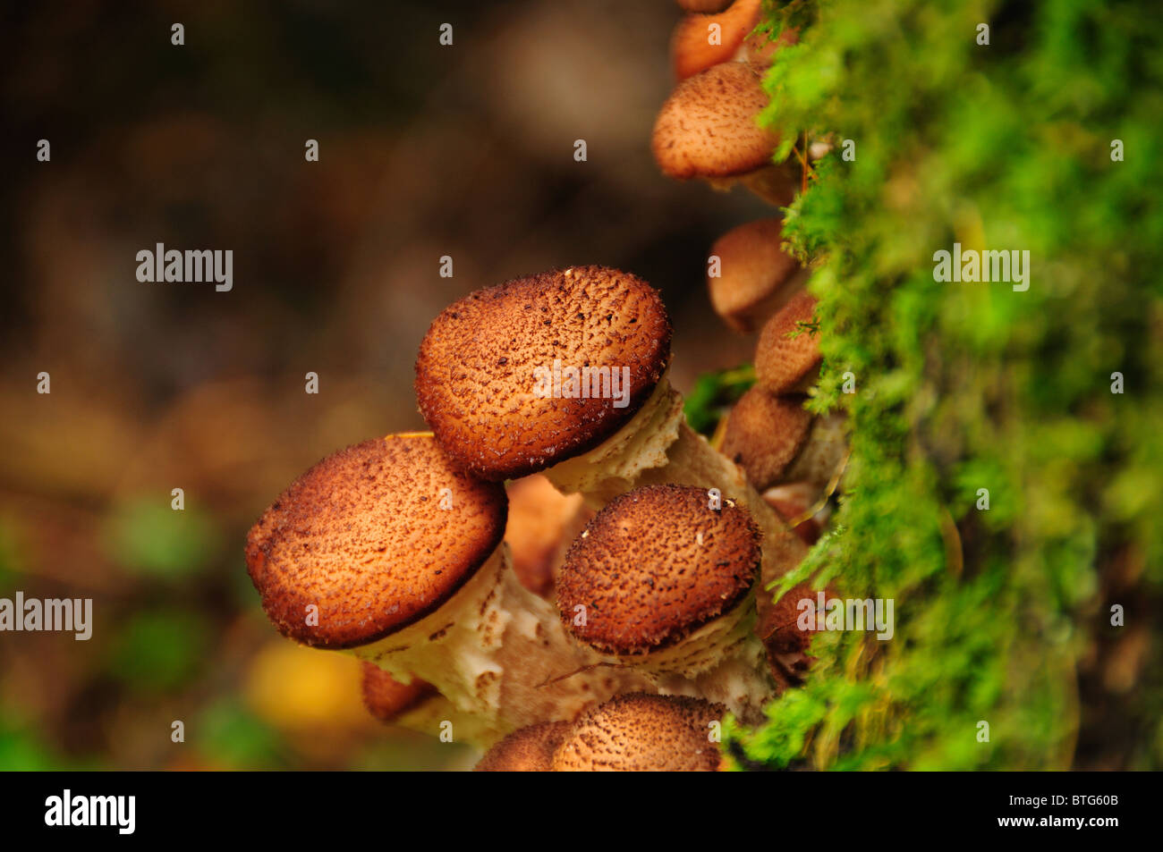 Shaggy Pholiota champignons dans la forêt dans le Lake District Banque D'Images