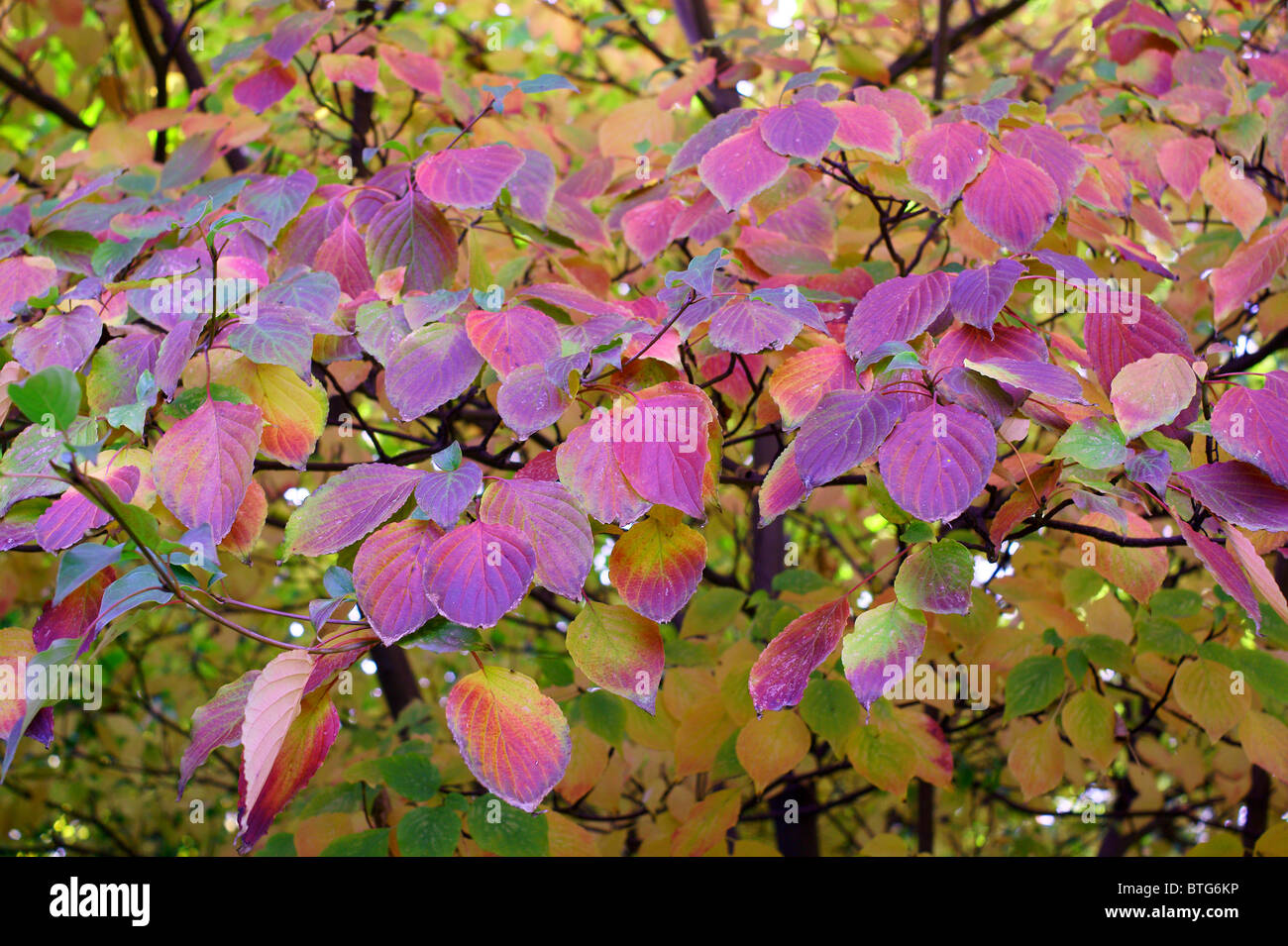 Dogwood cornus alternifolia Banque de photographies et d’images à haute