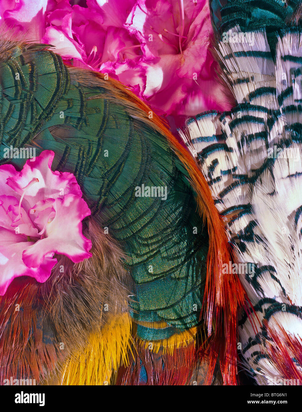 Plumes et fleurs Banque D'Images