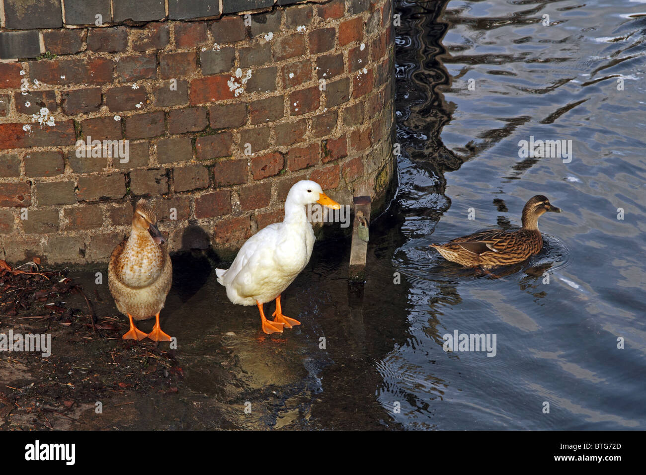 Henley-on-Thames, Oxfordshire, Angleterre - canards sur une rampe de la Tamise Banque D'Images