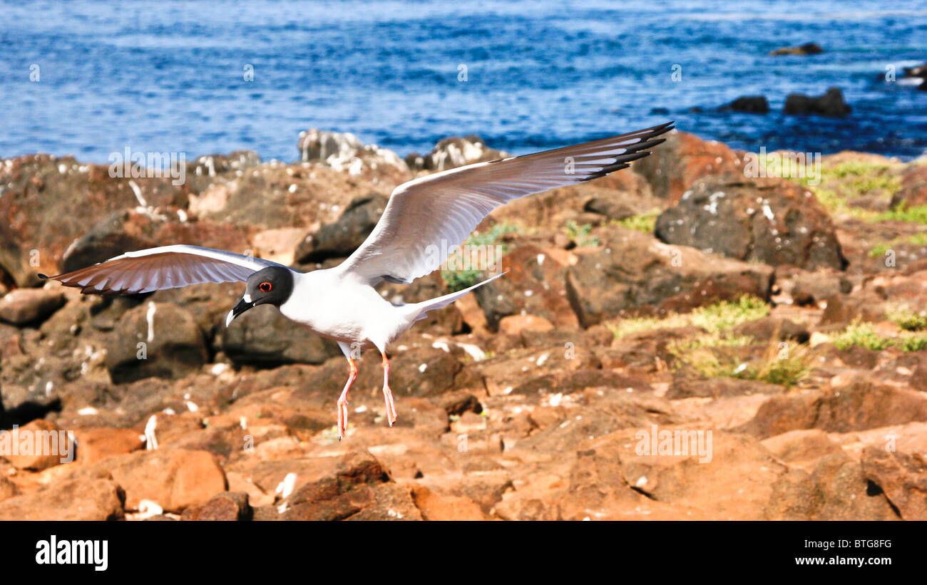 Mouette en vol nocturne, îles Galapagos, Equateur Banque D'Images