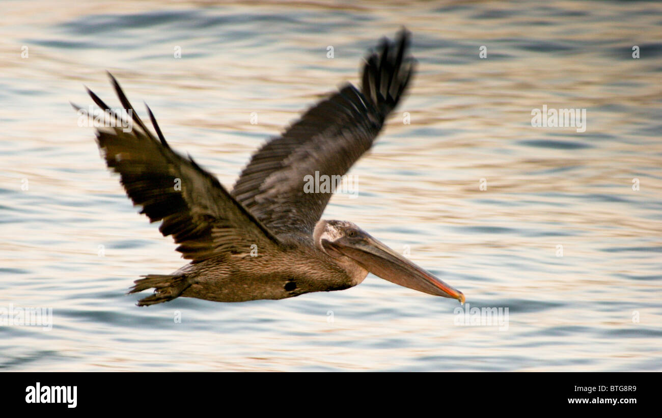 Pelican, en vol, des îles Galapagos, Equateur Banque D'Images