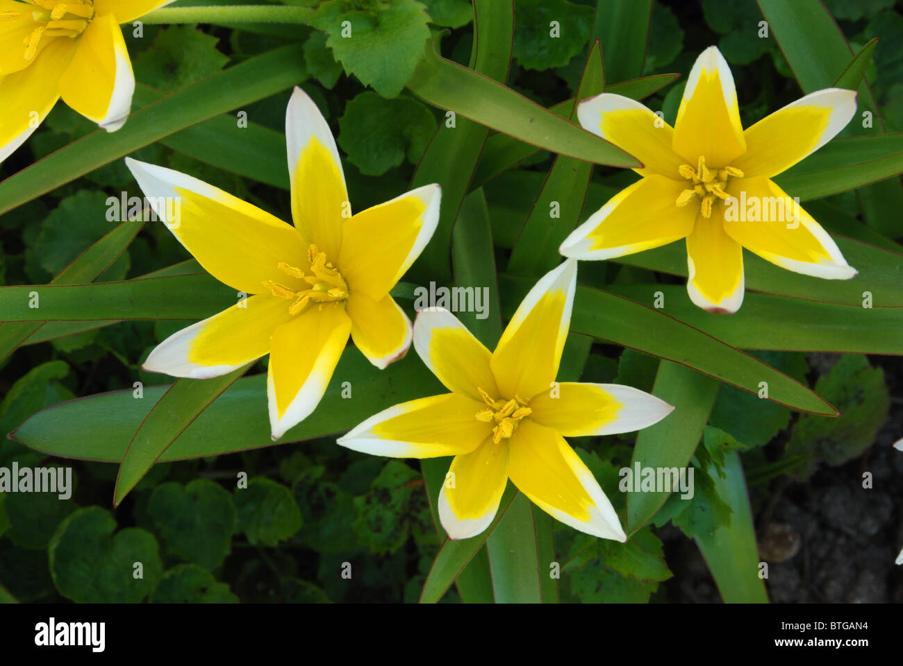 Tulipa tarda, une très courte, la fin de l'espèce , tulip, facile à cultiver Banque D'Images