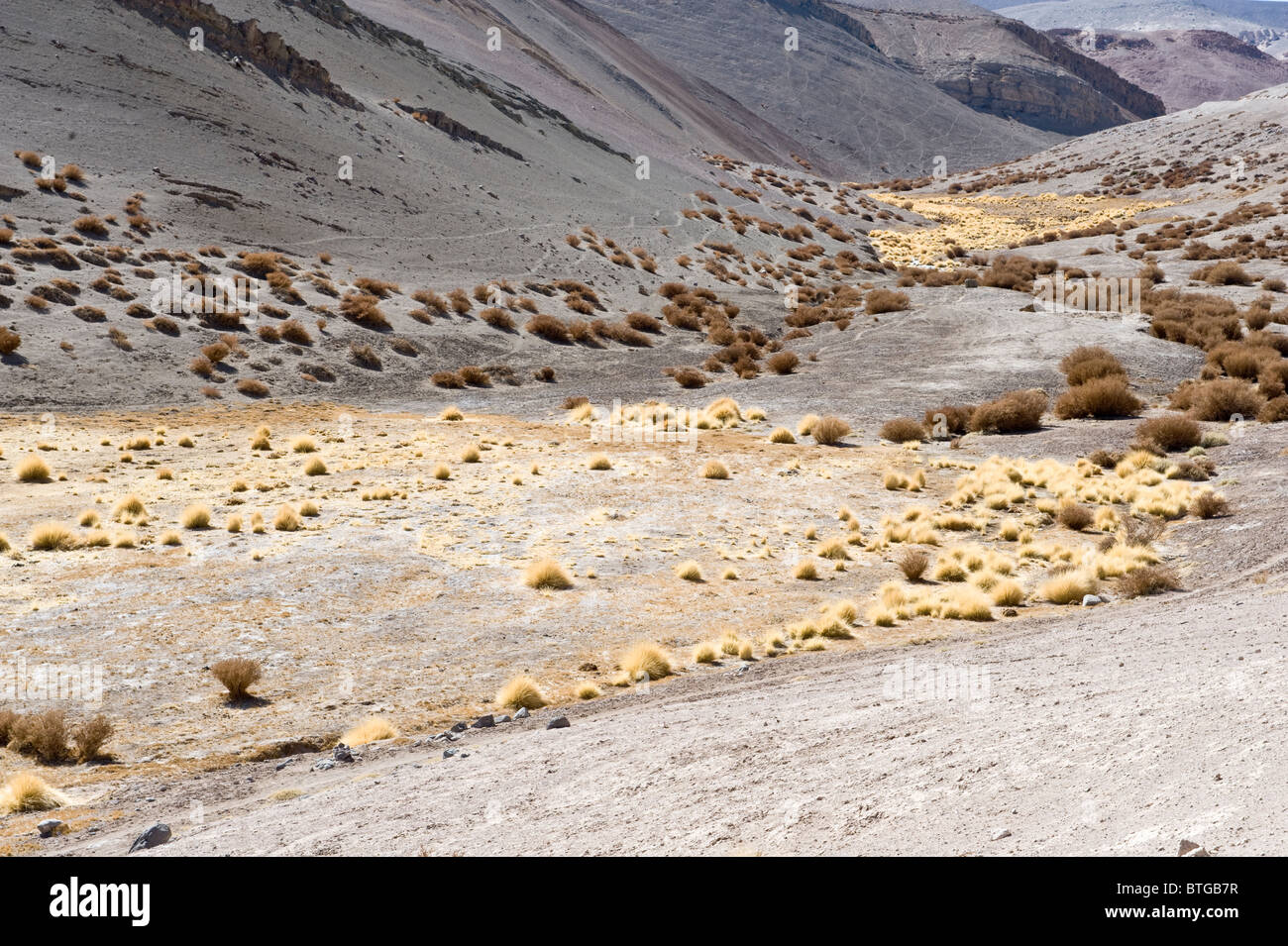 Paja brava pousse valley road Parque Nacional Nevado Tres Cruces III Région du Chili Amérique du Sud de l'Atacama Banque D'Images