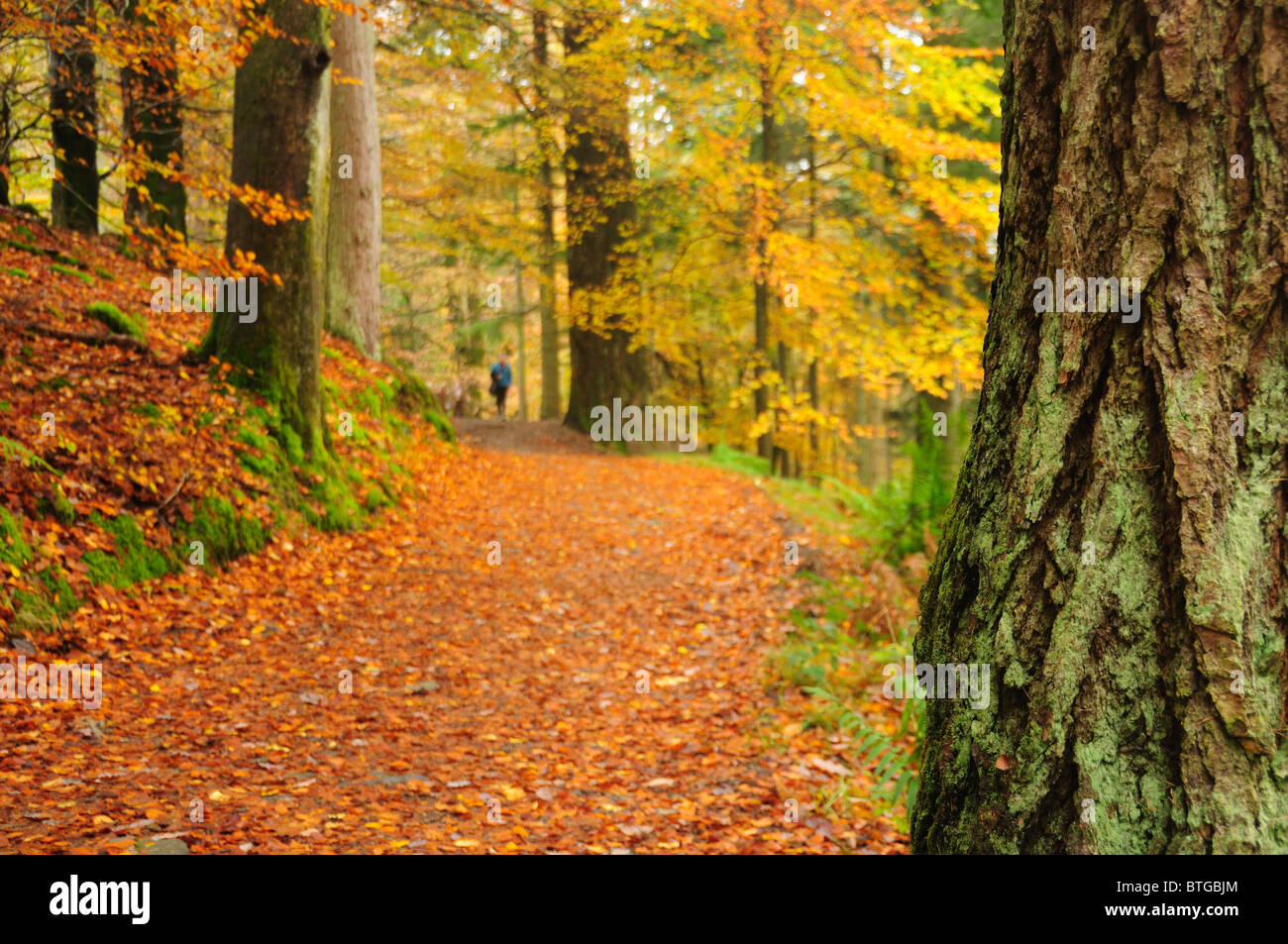 Woodlands en automne dans le Lake District Banque D'Images