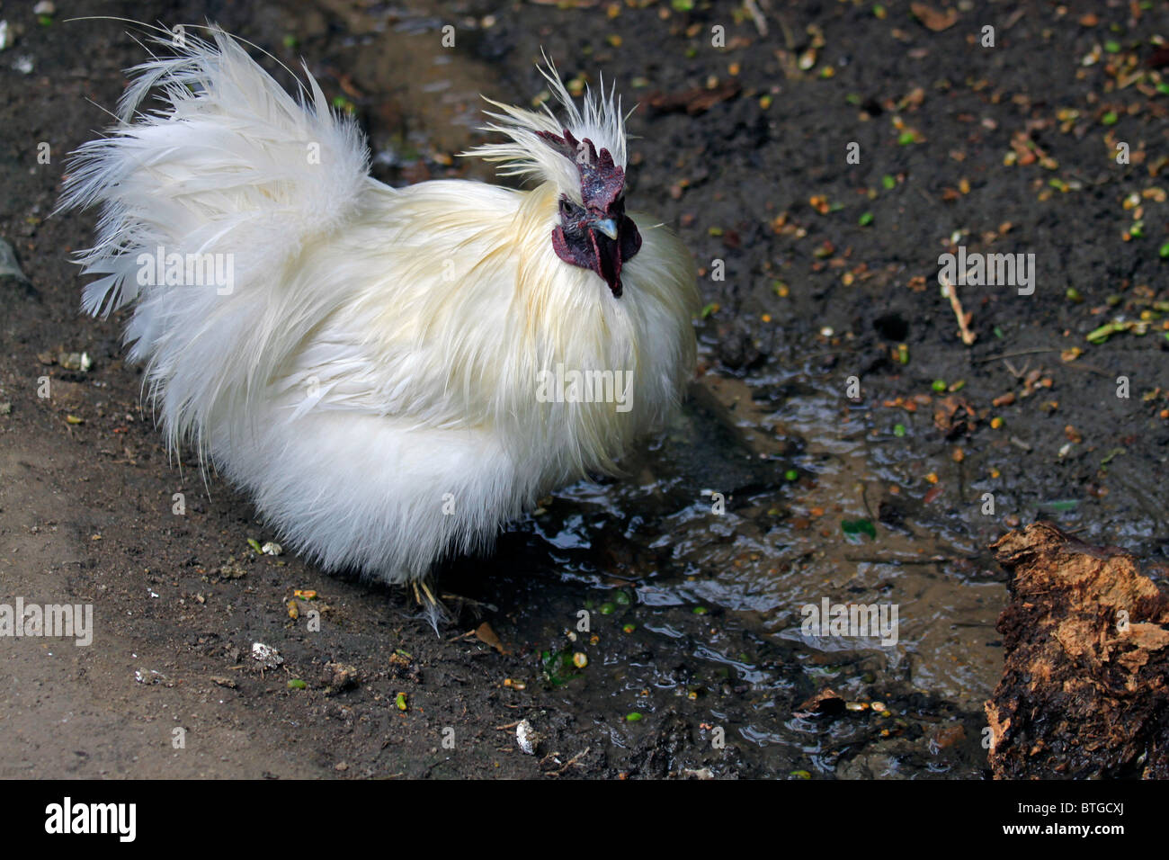 Silkie bantam blanc poulet (Gallus gallus domesticus) au monde des oiseaux, Hout Bay, Afrique du Sud. Banque D'Images