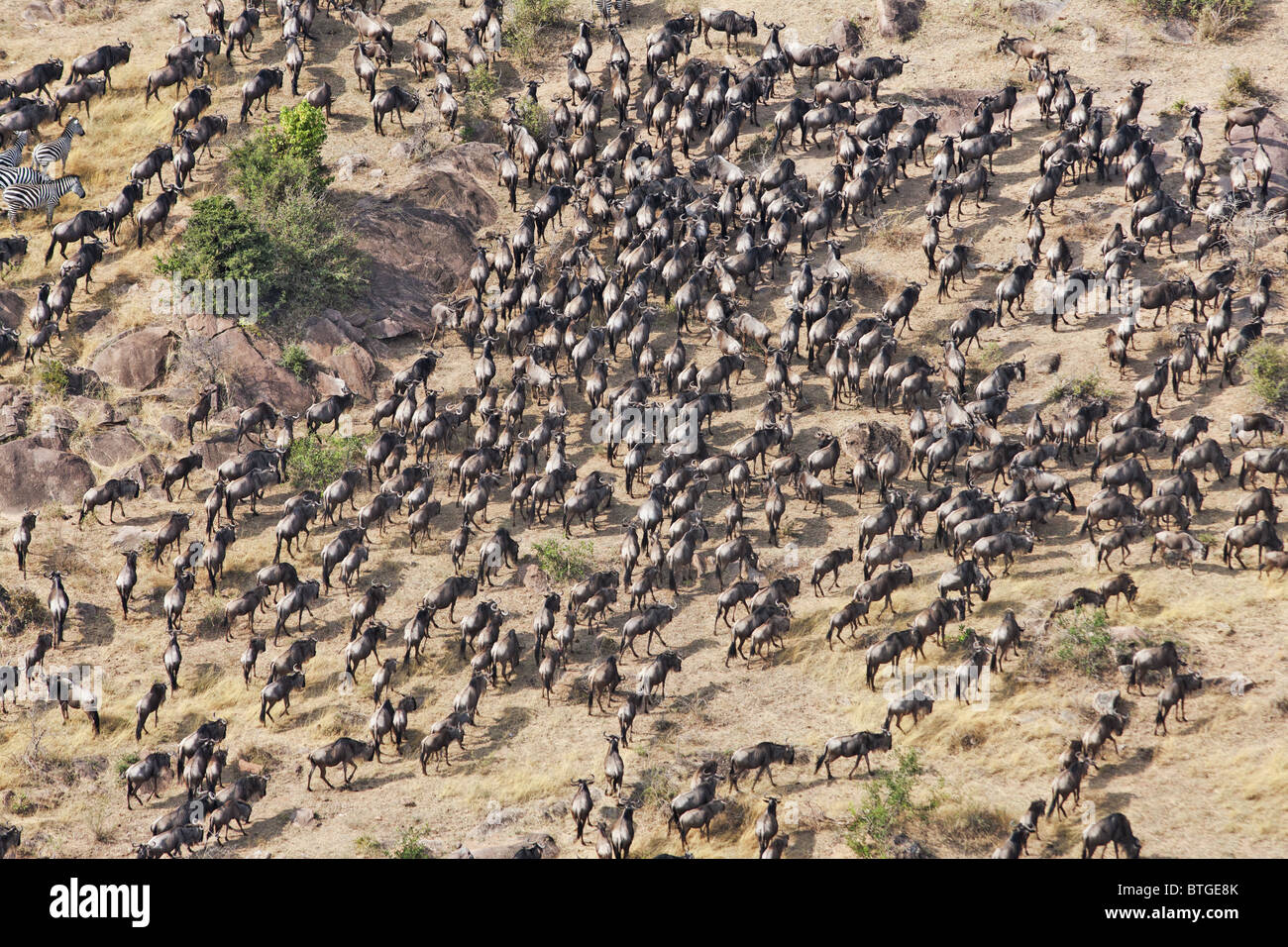 serengeti-migration-des-gnous-banque-de-photographies-et-d-images