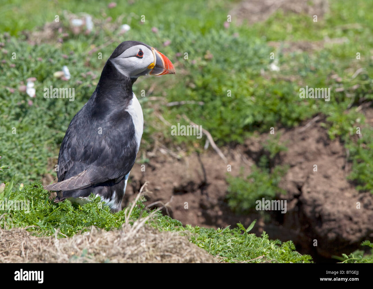 Macareux moine (Fratercula arctica au terrier), pays de Galles, l'île de Skomer Banque D'Images