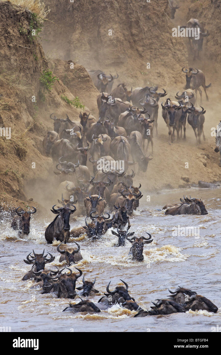 Le Gnou bleu (Connochaetes taurinus) traverser la rivière Mara Banque D'Images