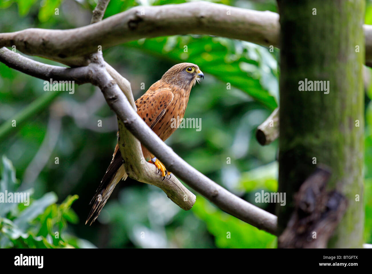 Kestrel, rock (Falco tinnunculus tinnunculus) dans World of birds, Hout Bay, Afrique du Sud Banque D'Images