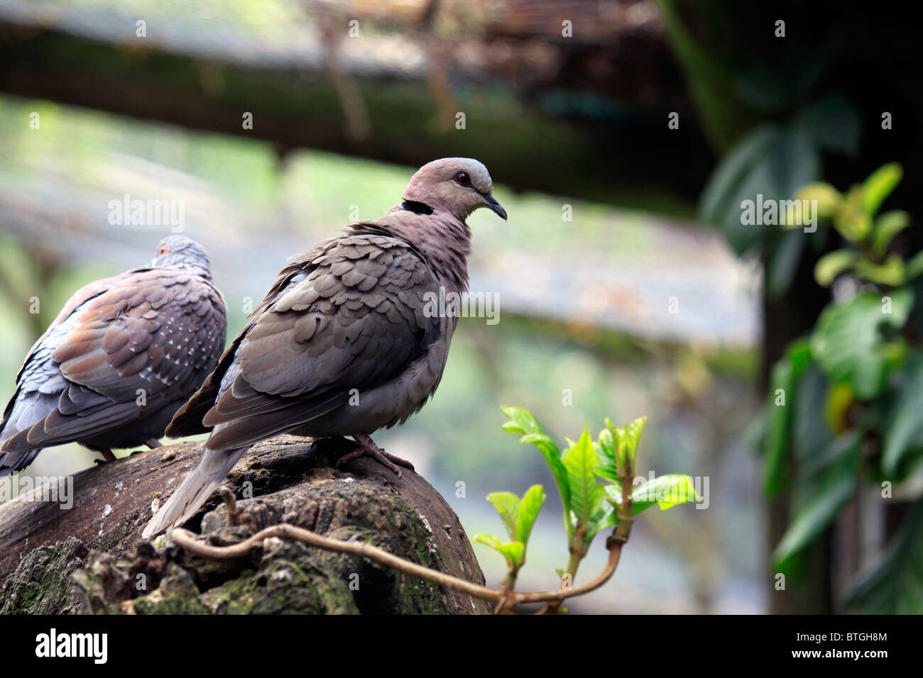 Redeyed, dove (Streptopelia semitorquata) dans World of birds, Hout Bay, Afrique du Sud. Banque D'Images