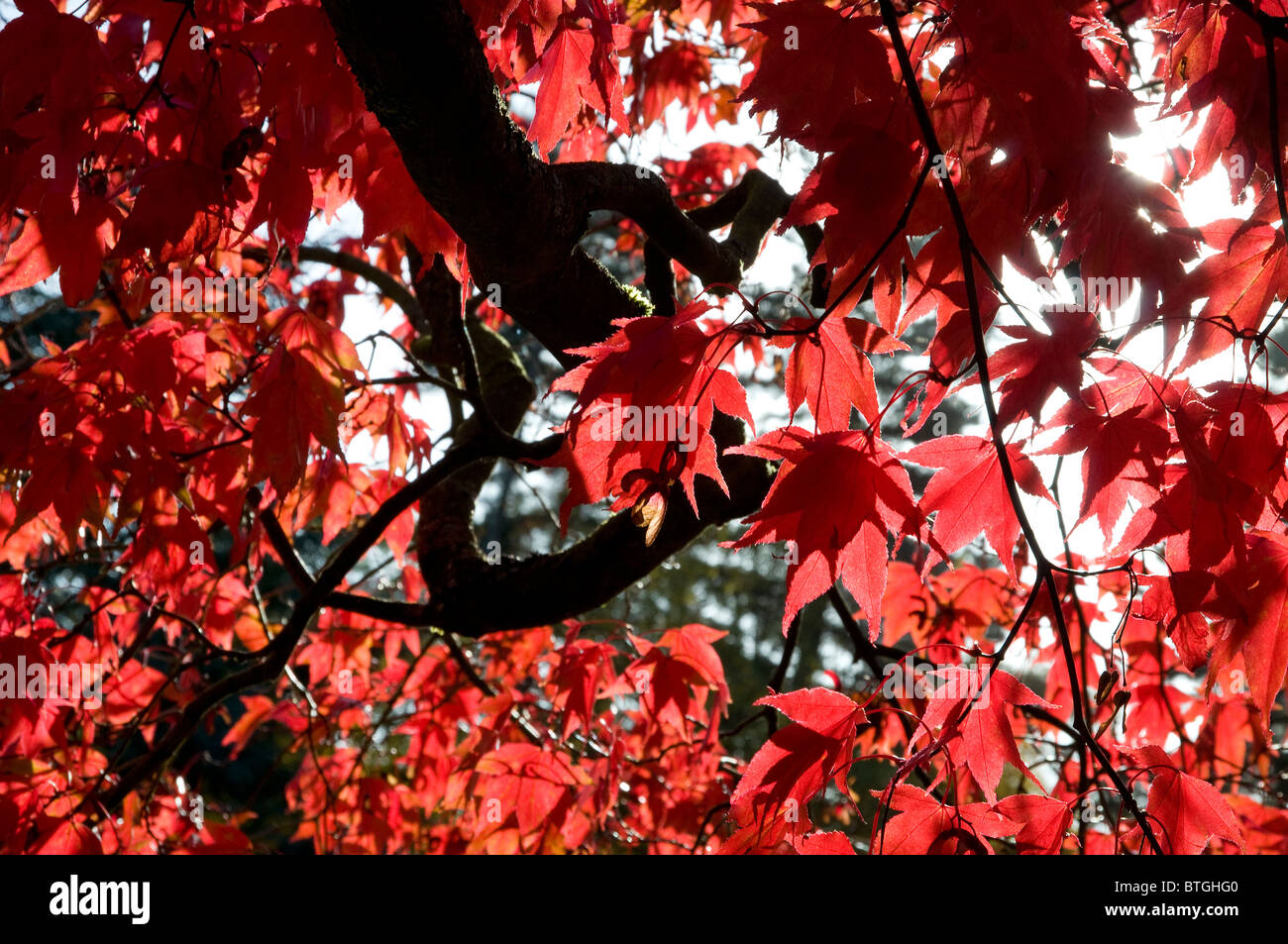 rouge japonais acer feuilles, norfolk, angleterre Banque D'Images