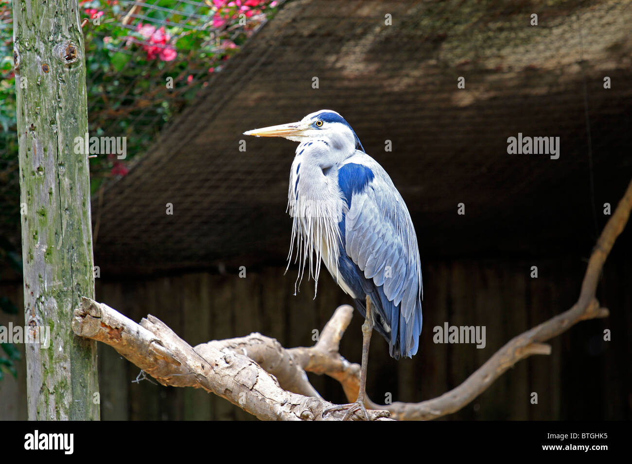 L'wurdemann;heron un croisement entre un grand héron blanc et un grand héron, Ardea wurdemanni() au monde des oiseaux, Hout Bay, Cape Town, Afrique du Sud. Banque D'Images