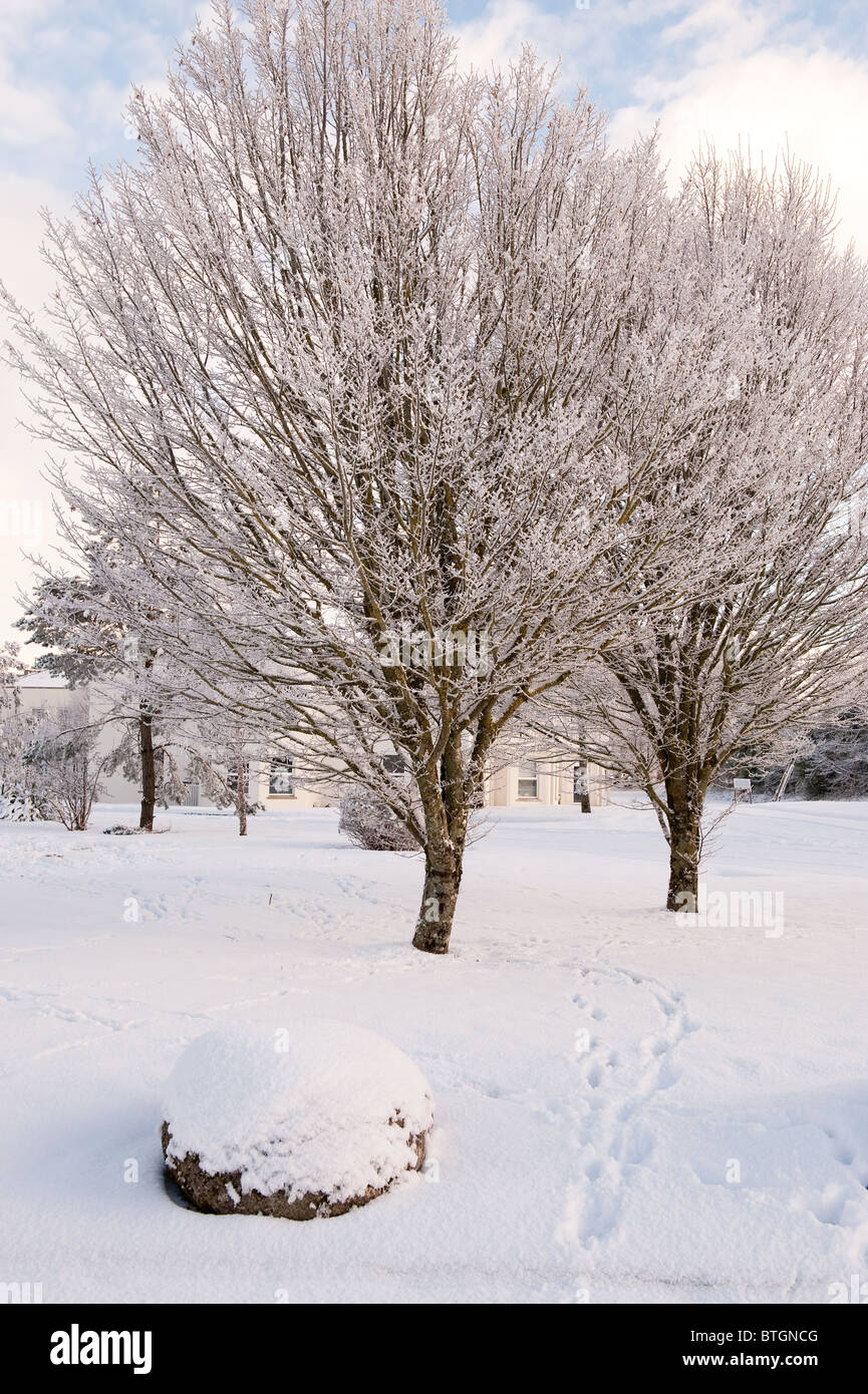 Vue sur les deux arbres de l'hiver dans la campagne Banque D'Images