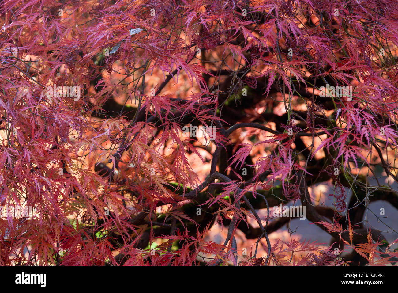 Feuilles dentelées arbres Banque de photographies et d’images à haute — free download