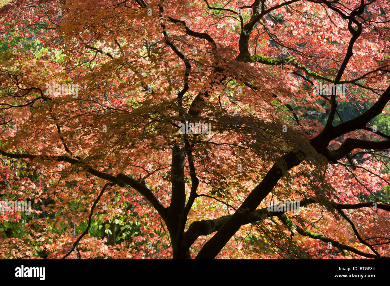 Érable rétro-éclairé à l'automne, Westonbirt Arboretum, les Cotswolds 3 Banque D'Images