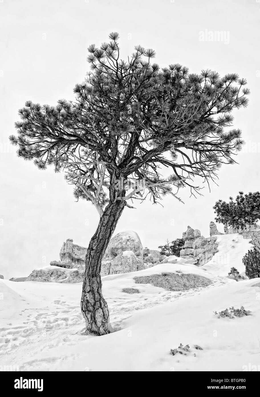 Pine Tree en neige de l'hiver à Bryce Canyon Banque D'Images