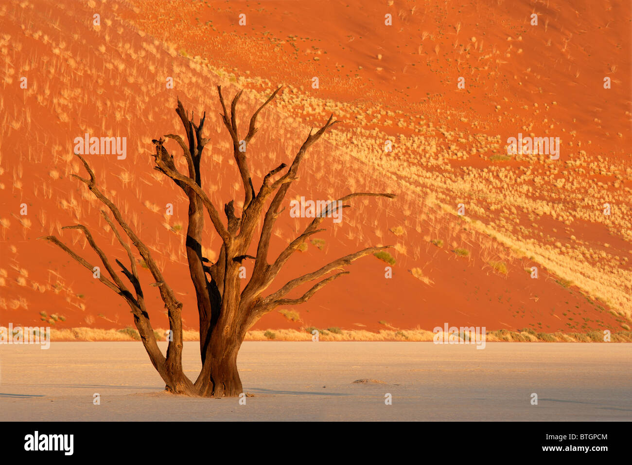 Dead Acacia contre une dune de sable rouge, Sossusvlei, Namibie, Afrique du Sud Banque D'Images